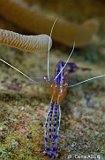 Periclimenes Ancylomenes-pedersoni crevette nettoyeuse de Perderson-Bonaire Buddy reef-33m-20180221-Denis-ADER-DSC_7389_tn